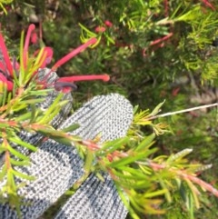 Grevillea juniperina at Farrer, ACT - 1 Nov 2020