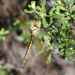 Hemicordulia tau (Tau Emerald) at Coree, ACT - 2 Nov 2020 by Kurt