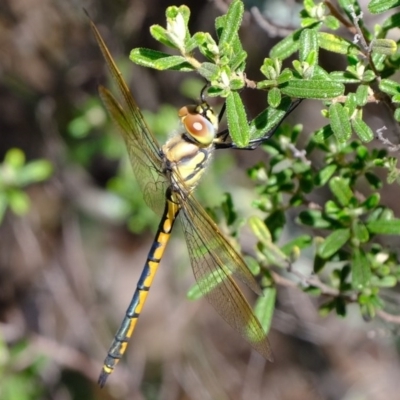 Hemicordulia tau (Tau Emerald) at Cotter Reserve - 2 Nov 2020 by Kurt