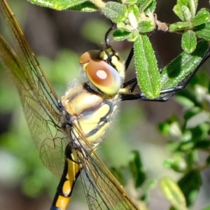 Hemicordulia tau at Coree, ACT - 2 Nov 2020