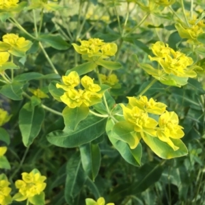 Euphorbia oblongata at Florey, ACT - 2 Nov 2020