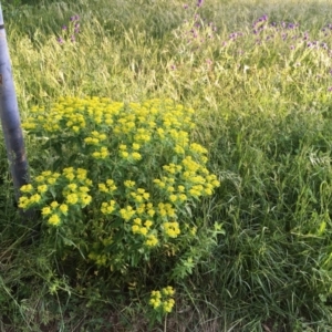 Euphorbia oblongata at Florey, ACT - 2 Nov 2020