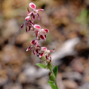 Silene gallica var. quinquevulnera at Coree, ACT - 2 Nov 2020