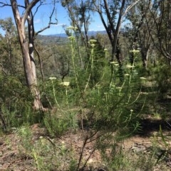 Cassinia longifolia (Shiny Cassinia, Cauliflower Bush) at Farrer Ridge - 31 Oct 2020 by Tapirlord