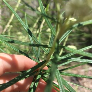 Cassinia longifolia at Farrer, ACT - 1 Nov 2020