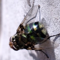 Rutilia (Chrysorutilia) sp. (genus & subgenus) (A Bristle Fly) at Coree, ACT - 2 Nov 2020 by Kurt