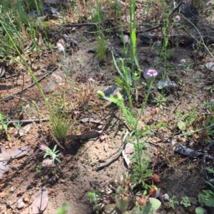 Vittadinia cuneata var. cuneata at Farrer, ACT - 1 Nov 2020