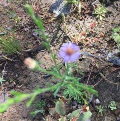 Vittadinia cuneata var. cuneata at Farrer, ACT - 1 Nov 2020