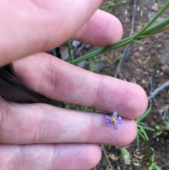 Vittadinia cuneata var. cuneata at Farrer, ACT - 1 Nov 2020