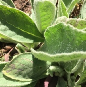 Verbascum thapsus subsp. thapsus at Farrer, ACT - 1 Nov 2020 10:36 AM