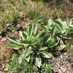 Verbascum thapsus subsp. thapsus at Farrer, ACT - 1 Nov 2020 10:36 AM