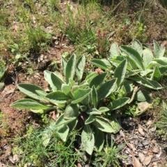 Verbascum thapsus subsp. thapsus at Farrer, ACT - 1 Nov 2020