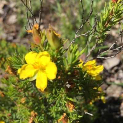Hibbertia calycina (Lesser Guinea-flower) at Farrer, ACT - 31 Oct 2020 by Tapirlord