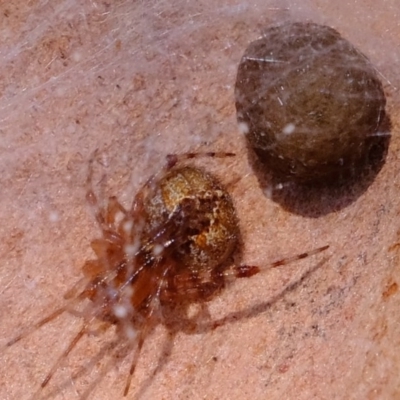 Cryptachaea veruculata (Diamondback comb-footed spider) at Coree, ACT - 2 Nov 2020 by Kurt