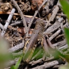 Cirphula pyrrhocnemis (Variable Cirphula) at Cotter Reserve - 2 Nov 2020 by Kurt