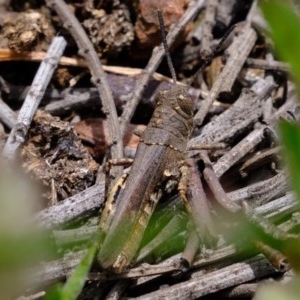 Cirphula pyrrhocnemis at Coree, ACT - 2 Nov 2020 12:22 PM