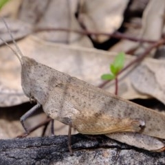 Goniaea opomaloides (Mimetic Gumleaf Grasshopper) at Cotter Reserve - 2 Nov 2020 by Kurt