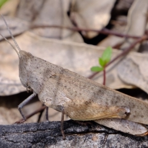 Goniaea opomaloides at Coree, ACT - 2 Nov 2020 12:13 PM