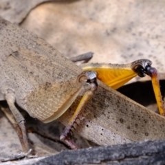 Goniaea opomaloides at Coree, ACT - 2 Nov 2020 12:13 PM