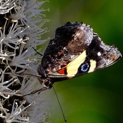 Vanessa itea (Yellow Admiral) at Coree, ACT - 2 Nov 2020 by Kurt