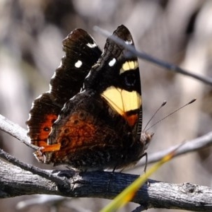 Vanessa itea at Coree, ACT - 2 Nov 2020