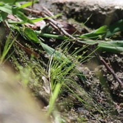 Isolepis sp. (Club-rush) at Wodonga - 1 Nov 2020 by Kyliegw