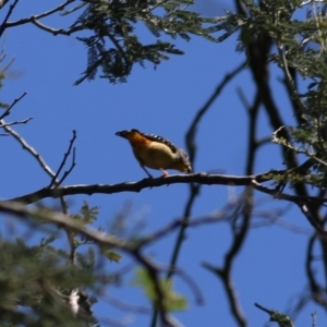 Pardalotus punctatus at Felltimber Creek NCR - 1 Nov 2020 11:45 AM