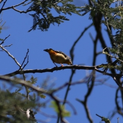 Pardalotus punctatus (Spotted Pardalote) at Felltimber Creek NCR - 1 Nov 2020 by KylieWaldon