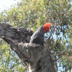 Callocephalon fimbriatum (Gang-gang Cockatoo) at GG139 - 1 Nov 2020 by JackyF