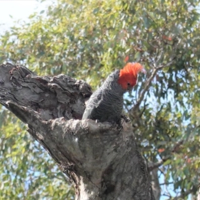 Callocephalon fimbriatum (Gang-gang Cockatoo) at Deakin, ACT - 1 Nov 2020 by JackyF