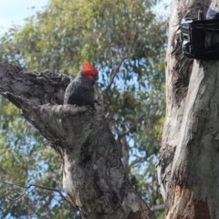 Callocephalon fimbriatum at Deakin, ACT - 1 Nov 2020