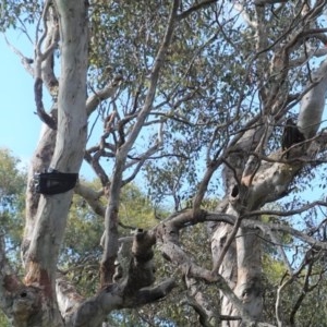 Callocephalon fimbriatum at Deakin, ACT - 1 Nov 2020