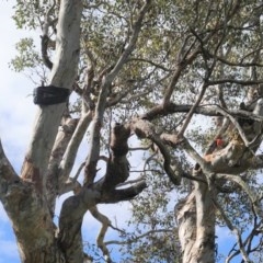 Callocephalon fimbriatum at Deakin, ACT - 1 Nov 2020