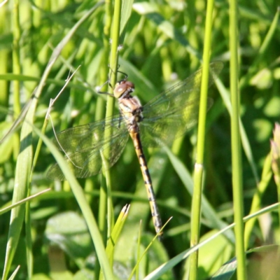 Hemicordulia tau (Tau Emerald) at Throsby, ACT - 2 Nov 2020 by davobj