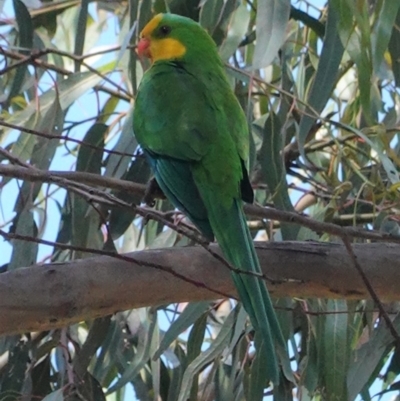 Polytelis swainsonii (Superb Parrot) at Hughes, ACT - 2 Nov 2020 by JackyF