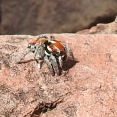 Maratus calcitrans (Kicking peacock spider) at Black Mountain - 1 Nov 2020 by Liam.m