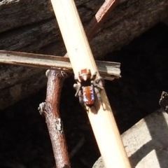 Maratus calcitrans at Downer, ACT - 1 Nov 2020