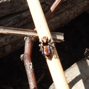 Maratus calcitrans at Downer, ACT - suppressed