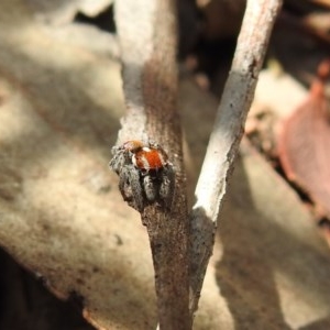 Maratus calcitrans at Downer, ACT - 1 Nov 2020