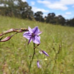 Arthropodium fimbriatum (Nodding Chocolate Lily) at Molonglo Valley, ACT - 1 Nov 2020 by Liam.m