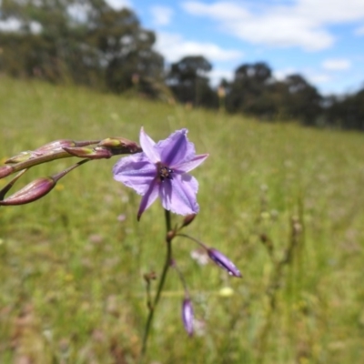 Arthropodium fimbriatum (Nodding Chocolate Lily) at Black Mountain - 1 Nov 2020 by Liam.m