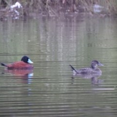 Oxyura australis (Blue-billed Duck) at Isabella Pond - 25 Oct 2020 by Liam.m