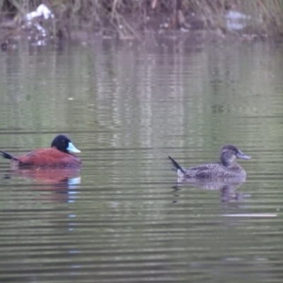 Oxyura australis (Blue-billed Duck) at Isabella Pond - 25 Oct 2020 by Liam.m