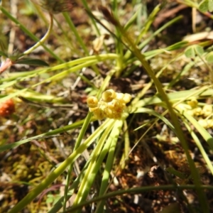 Lomandra filiformis subsp. coriacea at Downer, ACT - 1 Nov 2020