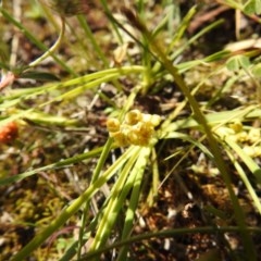 Lomandra filiformis subsp. coriacea (Wattle Matrush) at Black Mountain - 31 Oct 2020 by Liam.m
