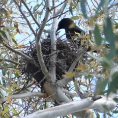 Strepera graculina (Pied Currawong) at Hughes, ACT - 2 Nov 2020 by JackyF