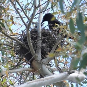 Strepera graculina at Hughes, ACT - 2 Nov 2020