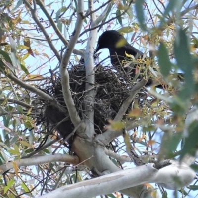 Strepera graculina (Pied Currawong) at Hughes, ACT - 2 Nov 2020 by JackyF