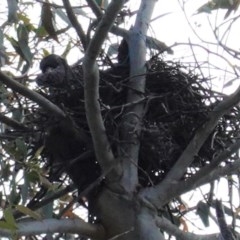 Strepera graculina at Hughes, ACT - 2 Nov 2020