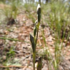 Thelymitra sp. (A Sun Orchid) at Downer, ACT - 1 Nov 2020 by Liam.m
